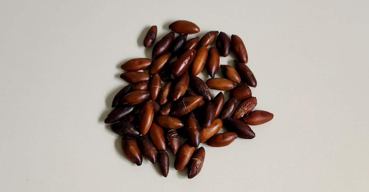 POPULARIZAÇÃO DA CASTANHA DE BARU É CHAVE PARA A SOBREVIVÊNCIA DE SUA CADEIA DE VALOR