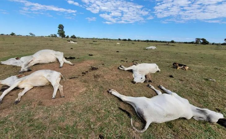 Proximidade de frio intenso renova alerta para risco de morte de animais por hipotermia; veja medidas preventivas