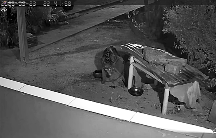 Jovan cobra ações em relação ao aparecimento de onças na área urbana