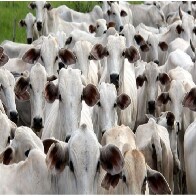 Marco hist&oacute;rico: MS recebe status de &aacute;rea livre de aftosa, apto para ampliar mercados da carne