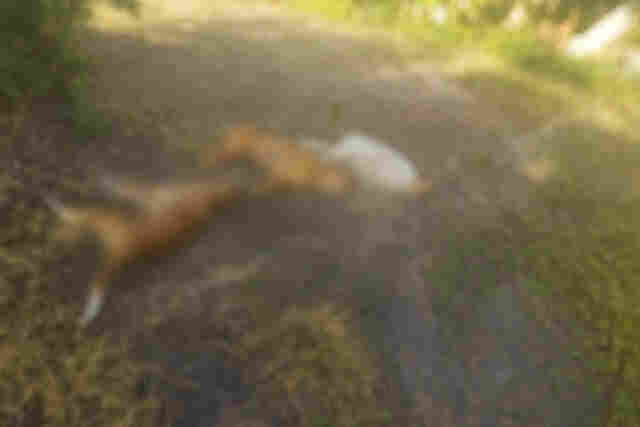 Pol&iacute;cia Civil prende respons&aacute;vel por armadilha eletrificada que matou tr&ecirc;s c&atilde;es em assentamento em Lad&aacute;rio