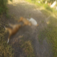 Pol&iacute;cia Civil prende respons&aacute;vel por armadilha eletrificada que matou tr&ecirc;s c&atilde;es em assentamento em Lad&aacute;rio