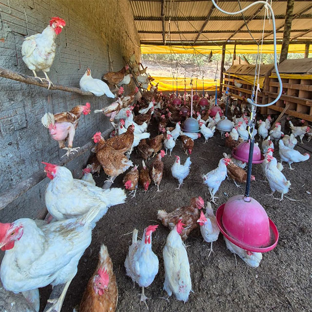 Agraer, Embrapa e Iagro refor&ccedil;am preven&ccedil;&atilde;o &agrave; gripe avi&aacute;ria com foco na agricultura familiar