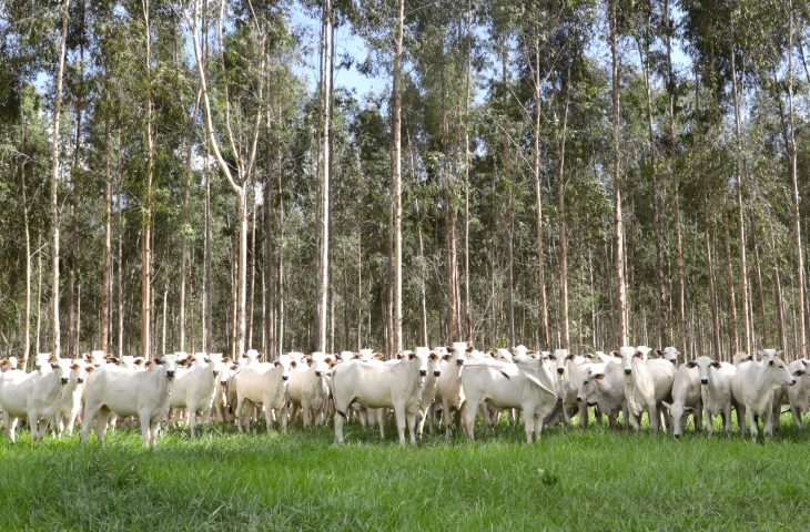 Campanha de vacinação contra brucelose reforça cuidados com saúde animal e humana em MS