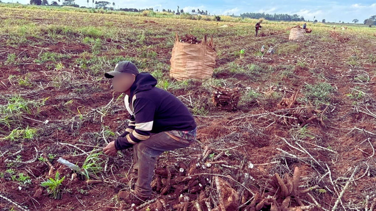 Força-tarefa resgata sete paraguaios vítimas de escravidão contemporânea em Itaquiraí