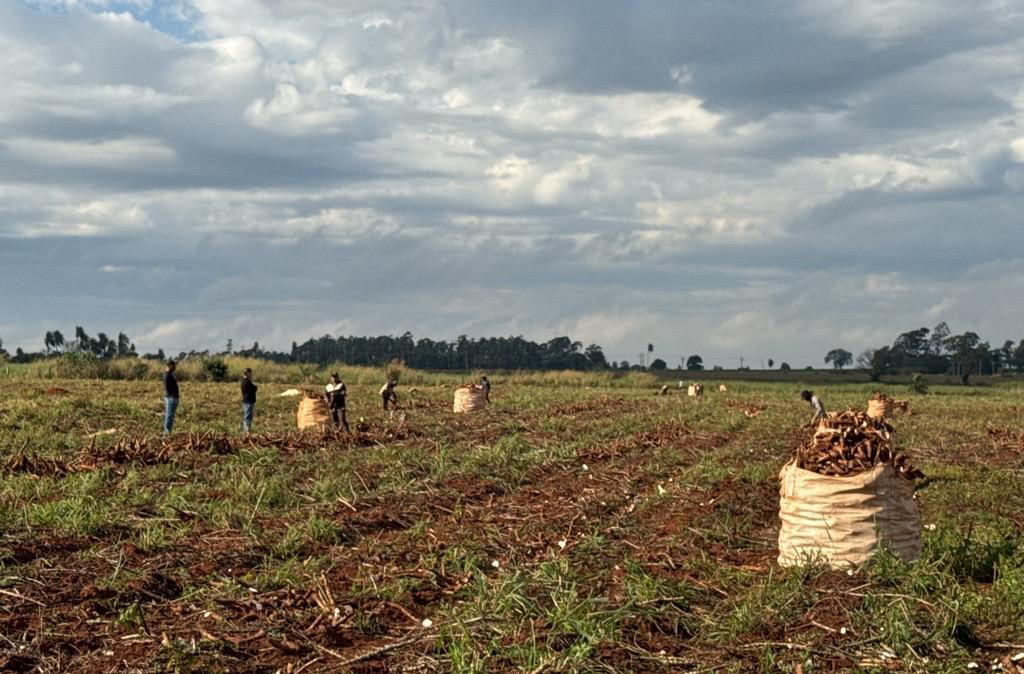 Força-tarefa resgata sete paraguaios vítimas de escravidão contemporânea em Itaquiraí