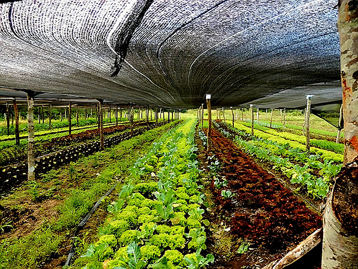 Solicitada inclus&atilde;o de Corumb&aacute; em projeto de transforma&ccedil;&atilde;o da agricultura familiar