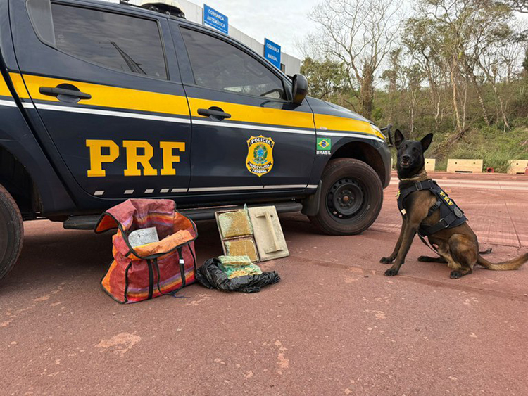 Com cães farejadores PRF apreende cocaína com passageiro boliviano em Corumbá