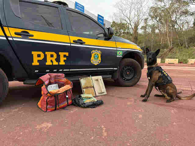Com c&atilde;es farejadores PRF apreende coca&iacute;na com passageiro boliviano em Corumb&aacute; 