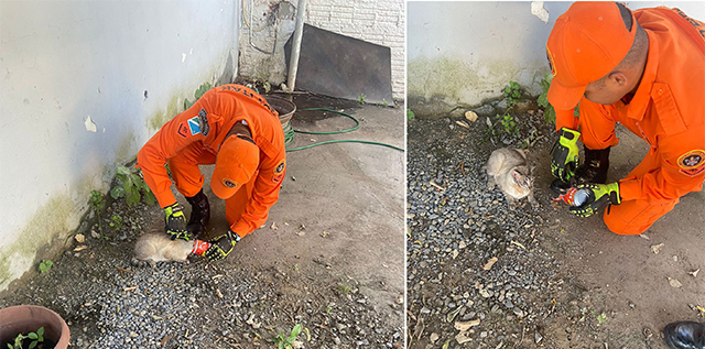 Com a cabeça presa em uma lata, gato foi resgatado pelos bombeiros no bairro Aeroporto