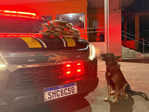 PRF apreende 4 Kg de skunk em ônibus com auxílio de cães farejadores na BR-262