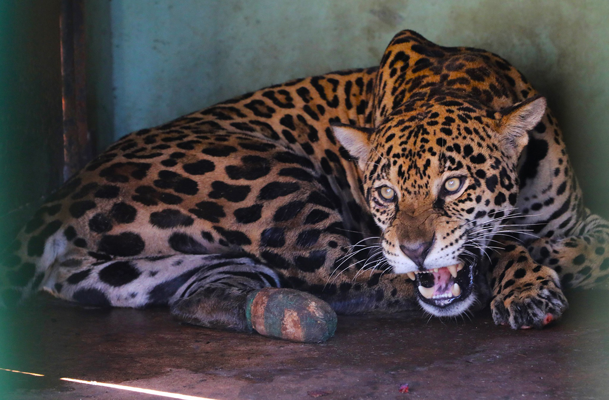 Onça Miranda, tratada pelo CRAS e depois solta na natureza, aparece com filhote no Pantanal