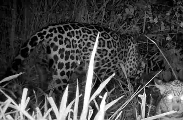 On&ccedil;a Miranda, tratada pelo CRAS e depois solta na natureza, aparece com filhote no Pantanal