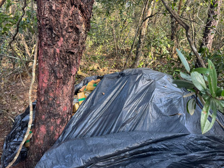 FICCO/MS apreende mais de oito toneladas de maconha em acampamento clandestino em zona rural