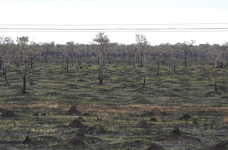 Com mais chuvas e baixas temperaturas, 1º semestre deste ano teve redução de 92,8% da área queimada no Pantanal