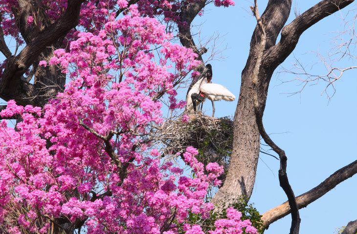 PSA Conserva&ccedil;&atilde;o: Governo de MS destina R$ 30 milh&otilde;es a propriedades com vegeta&ccedil;&atilde;o nativa excedente no Pantanal