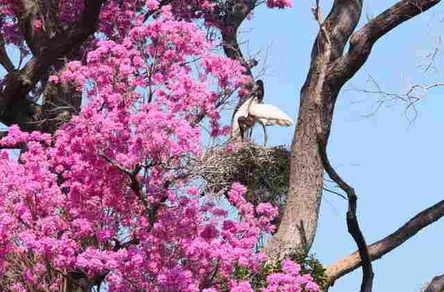 PSA Conserva&ccedil;&atilde;o: Governo de MS destina R$ 30 milh&otilde;es a propriedades com vegeta&ccedil;&atilde;o nativa excedente no Pantanal