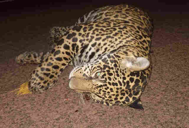 Mortes de on&ccedil;as na BR-262 acendem alerta sobre falta de a&ccedil;&atilde;o para prote&ccedil;&atilde;o da fauna no Pantanal