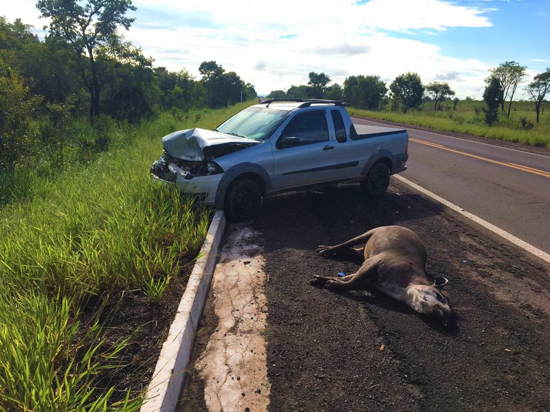 Mortes de on&ccedil;as na BR-262 acendem alerta sobre falta de a&ccedil;&atilde;o para prote&ccedil;&atilde;o da fauna no Pantanal
