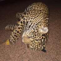Mortes de on&ccedil;as na BR-262 acendem alerta sobre falta de a&ccedil;&atilde;o para prote&ccedil;&atilde;o da fauna no Pantanal