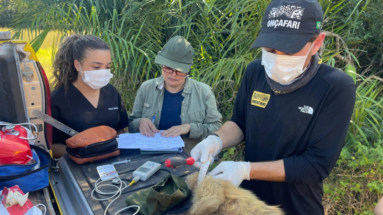 De volta para casa: animais silvestres retornam &agrave; liberdade na cora&ccedil;&atilde;o do Pantanal