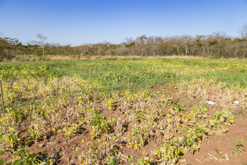 Prefeitura participa de Dia de Campo sobre variedades de feijão no Assentamento Taquaral