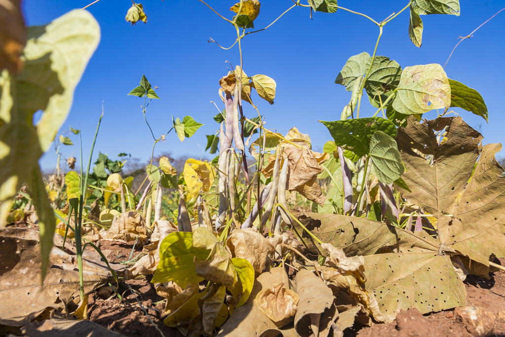 Prefeitura participa de Dia de Campo sobre variedades de feijão no Assentamento Taquaral