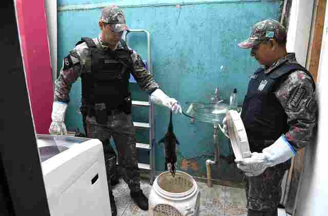 Pol&iacute;cia Militar Ambiental lembra que animal silvestre n&atilde;o &eacute; pet e esclarece quando deve ser capturado