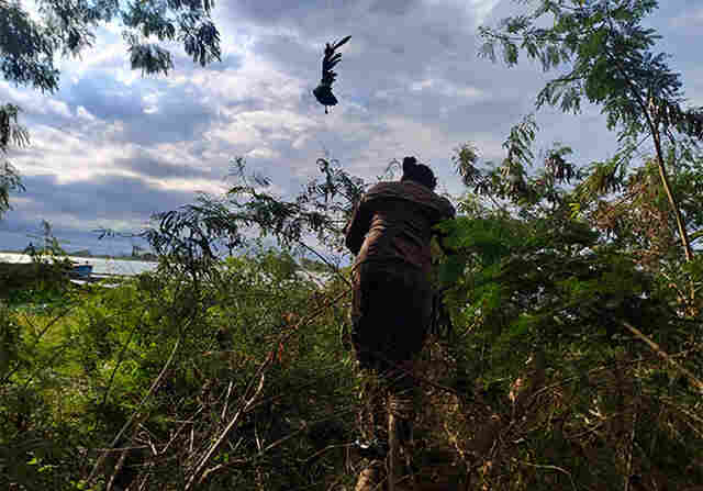 Gavi&atilde;o enroscado em linhas foi resgatado pelos bombeiros na barranca do Rio Paraguai em Corumb&aacute;