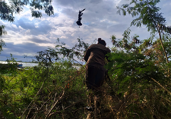 Gavi&atilde;o enroscado em linhas foi resgatado pelos bombeiros na barranca do Rio Paraguai em Corumb&aacute;