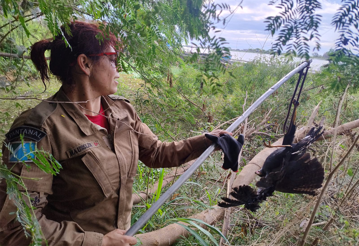 Gavi&atilde;o enroscado em linhas foi resgatado pelos bombeiros na barranca do Rio Paraguai em Corumb&aacute;