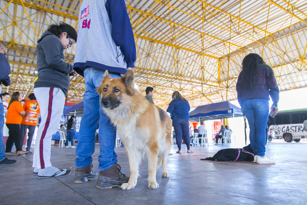 Caravana da Castra&ccedil;&atilde;o amplia vagas e faz atendimento gratuito para c&atilde;es e gatos em Corumb&aacute;