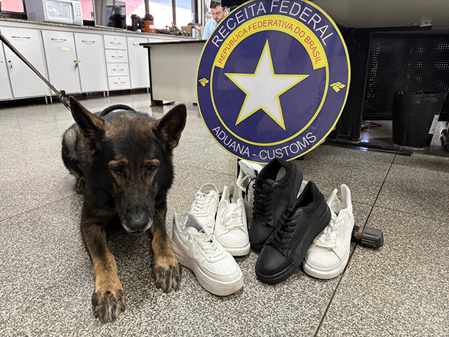 C&atilde;o de faro da Receita Federal encontra coca&iacute;na em cal&ccedil;ado de passageiros na fronteira entre Corumb&aacute; e a Bol&iacute;via