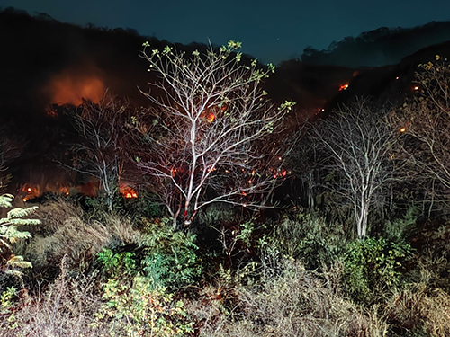 Bombeiros registram sete ocorr&ecirc;ncias de inc&ecirc;ndio em vegeta&ccedil;&atilde;o na &aacute;rea urbana de Corumb&aacute; nas &uacute;ltimas 24 horas
