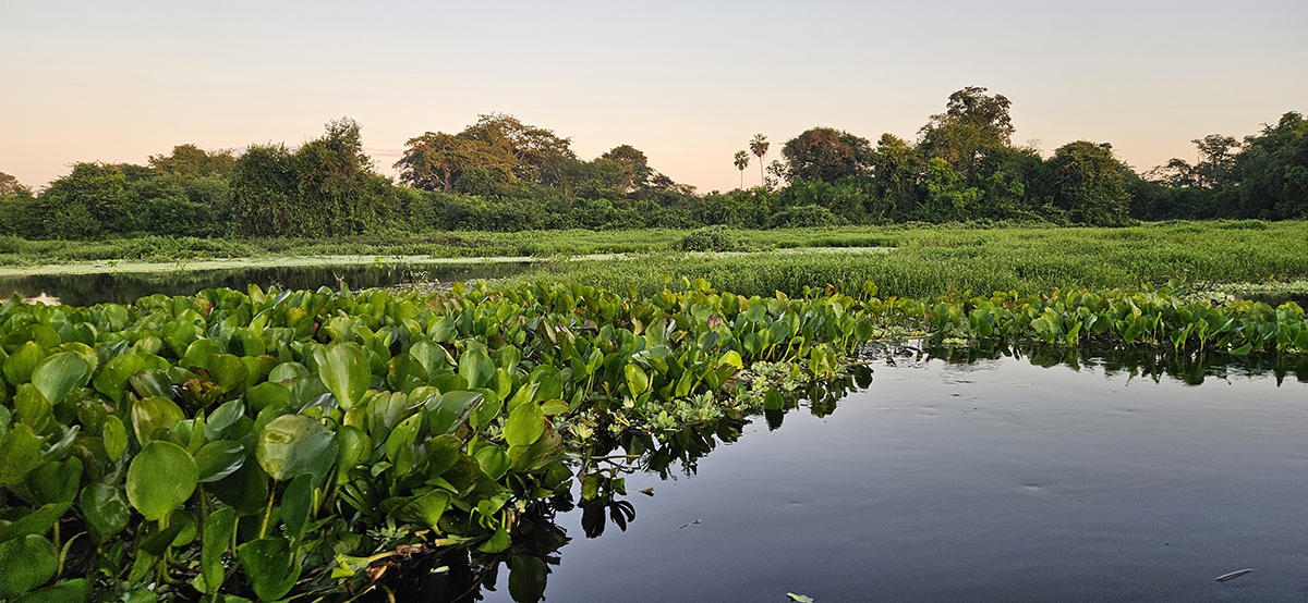 ONG Mulheres em Ação no Pantanal completa 25 anos de atuação