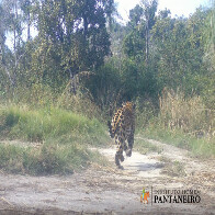 Registros no Pantanal: bando de queixadas coloca on&ccedil;a-pintada para correr; veja v&iacute;deo