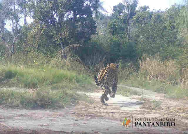 Workshop internacional sobre gest&atilde;o de conflitos com grandes felinos reunir&aacute; especialistas em MS