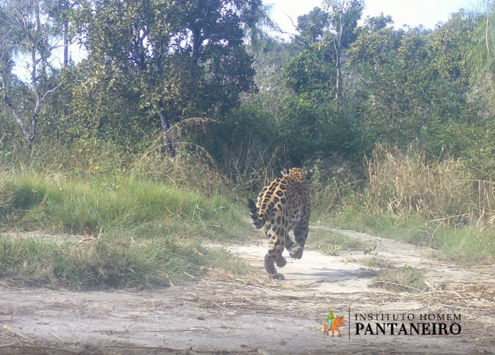 Workshop internacional sobre gest&atilde;o de conflitos com grandes felinos reunir&aacute; especialistas em MS