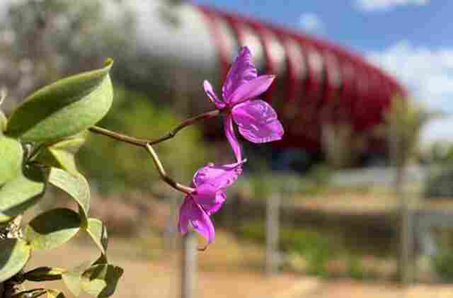 Flor s&iacute;mbolo de MS, Cattleya nobilior passa a integrar o jardim externo do Bioparque Pantanal