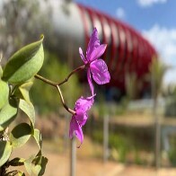 Flor s&iacute;mbolo de MS, Cattleya nobilior passa a integrar o jardim externo do Bioparque Pantanal