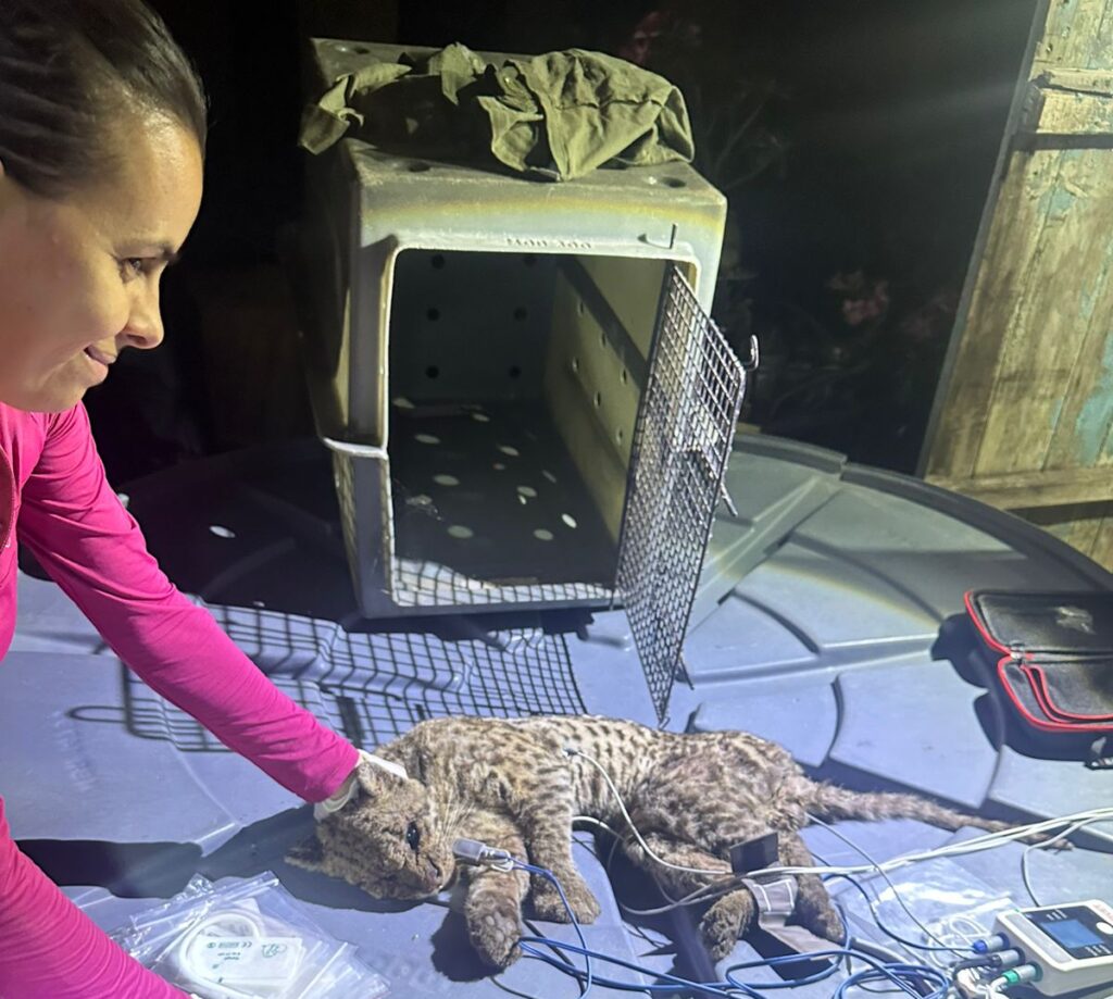Veja o que fazer se encontrar um animal selvagem na cidade: caso jaguatirica