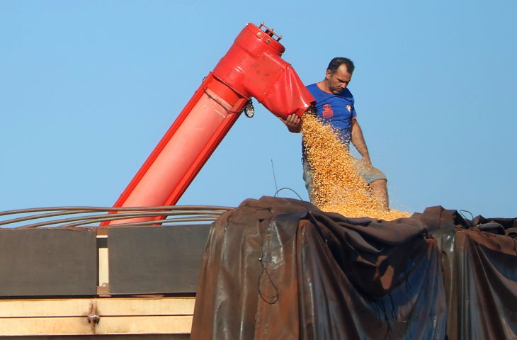 Mato Grosso do Sul bate recorde na produ&ccedil;&atilde;o de milho, superando 14 milh&otilde;es de toneladas