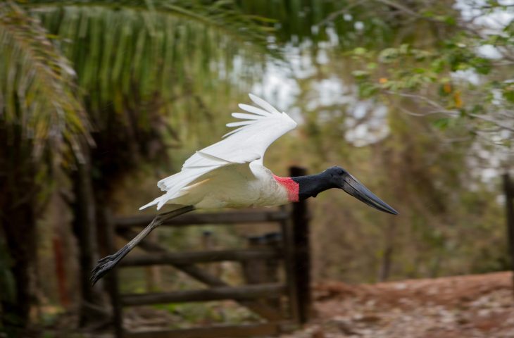 Mato Grosso do Sul refor&ccedil;a lideran&ccedil;a no turismo respons&aacute;vel em f&oacute;rum nacional