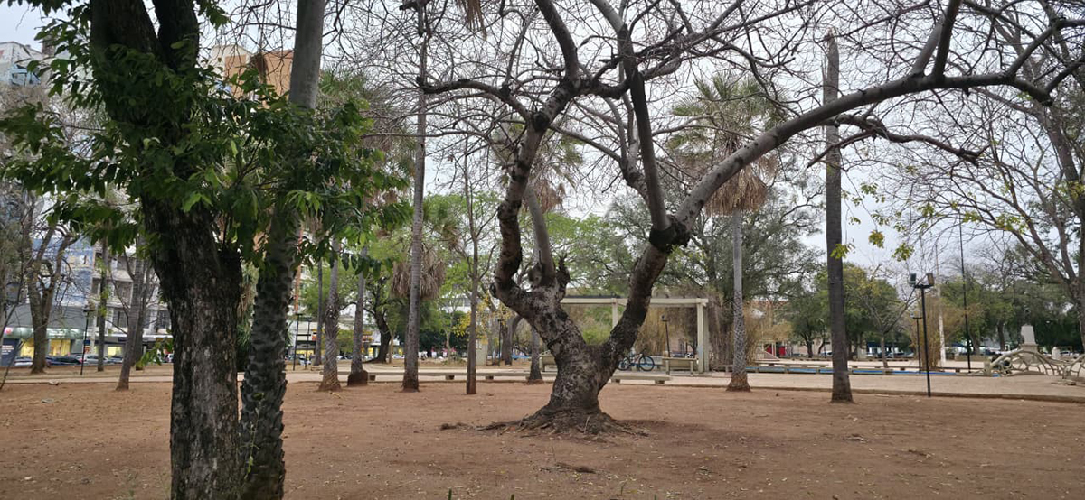 Bira solicita vistoria t&eacute;cnica para verificar &lsquo;sa&uacute;de das &aacute;rvores&rsquo; no Jardim da Independ&ecirc;ncia