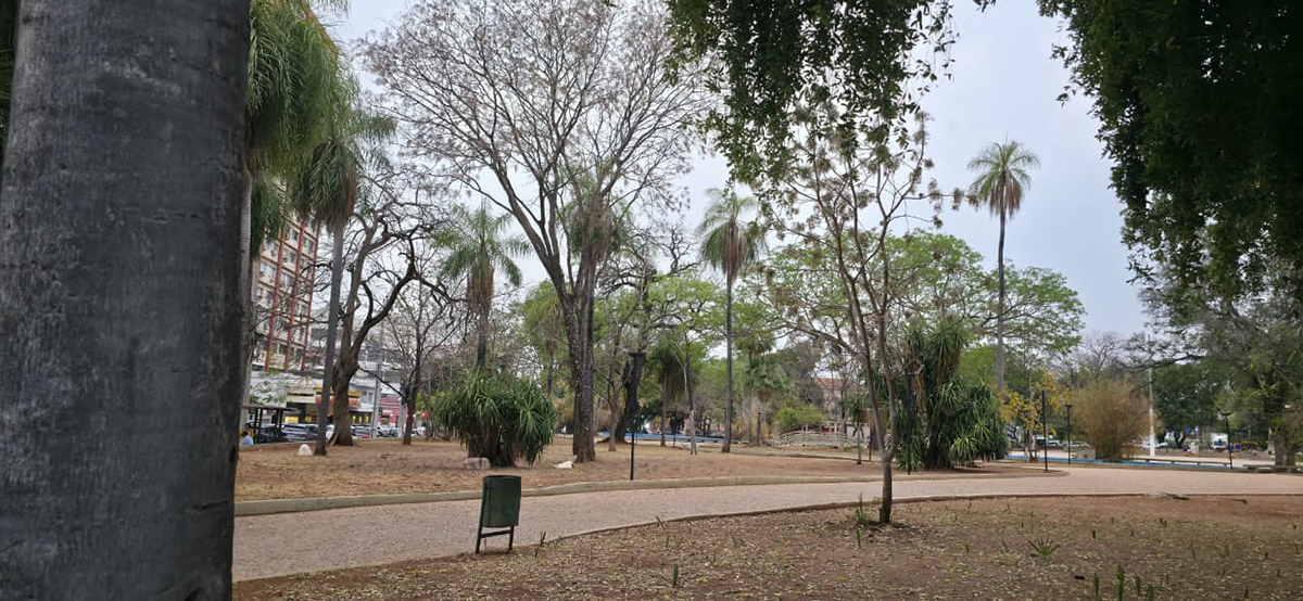 Bira solicita vistoria t&eacute;cnica para verificar &lsquo;sa&uacute;de das &aacute;rvores&rsquo; no Jardim da Independ&ecirc;ncia