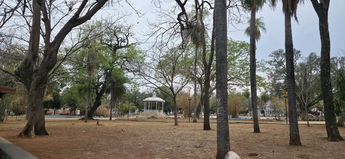 Bira solicita vistoria t&eacute;cnica para verificar &lsquo;sa&uacute;de das &aacute;rvores&rsquo; no Jardim da Independ&ecirc;ncia