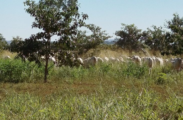 Mato Grosso do Sul sai na frente na captura de carbono e no desenvolvimento sustent&aacute;vel