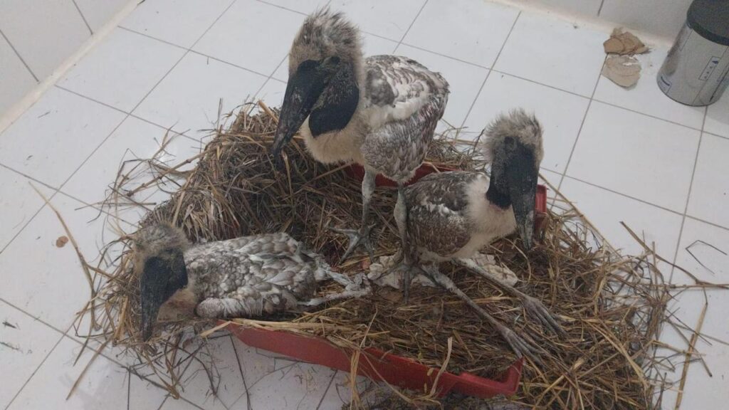 Primeiro posto avan&ccedil;ado do Brasil para desastres com fauna &eacute; instalado no Pantanal