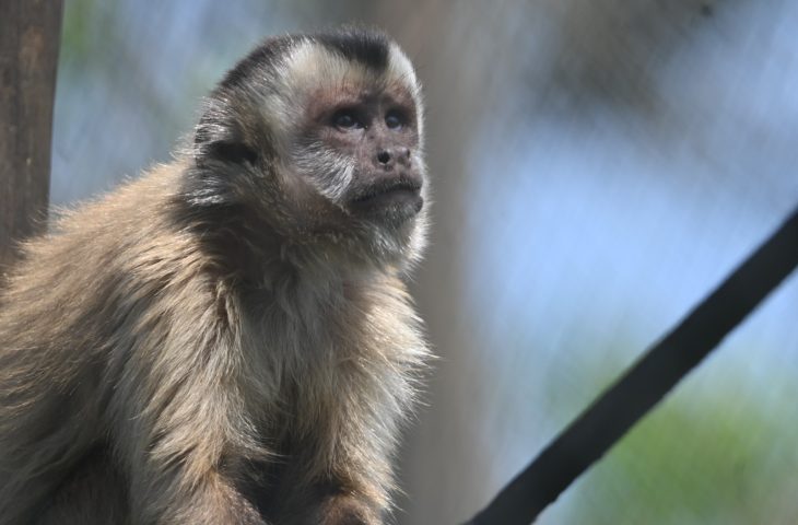 Ap&oacute;s meses de reabilita&ccedil;&atilde;o, Imasul solta sete macacos-prego para retorno &agrave; vida livre no Pantanal