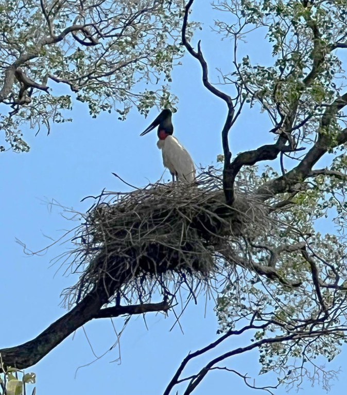 Tuiui&uacute;s s&atilde;o resgatados pelo Ibama no Pantanal em Lad&aacute;rio 